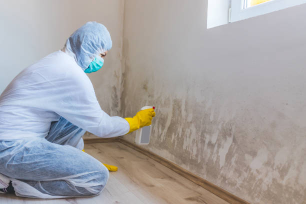 Licensed Mold Remediation service in Leesburg, GA - WQB Mold Removal
